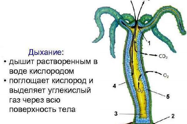 Запрещенный сайт кракен